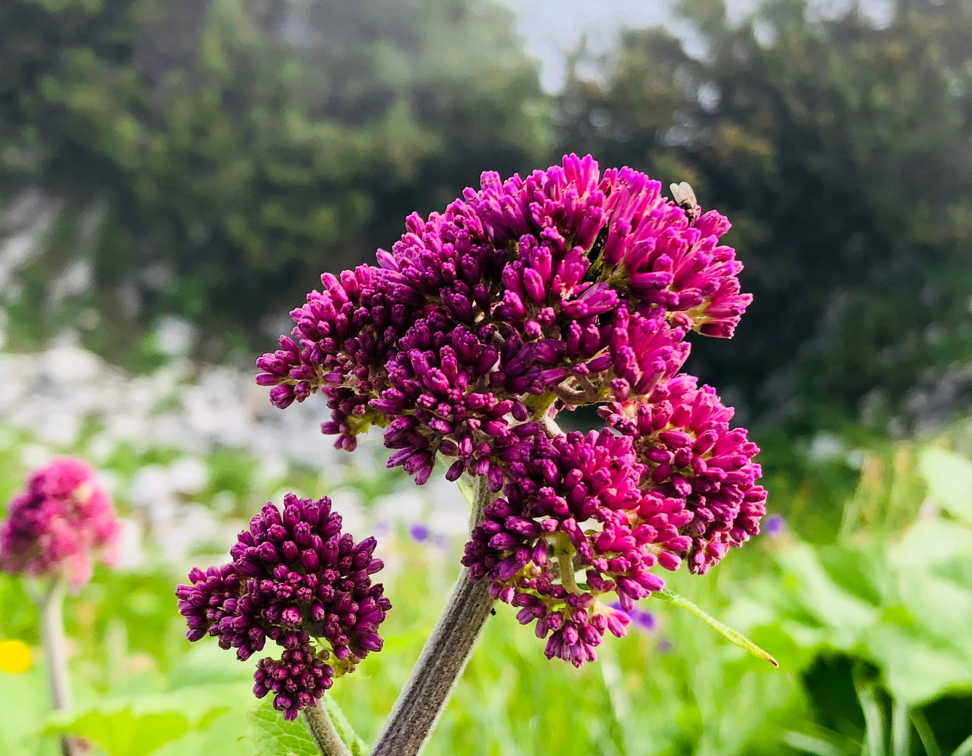Purple flower cluster
