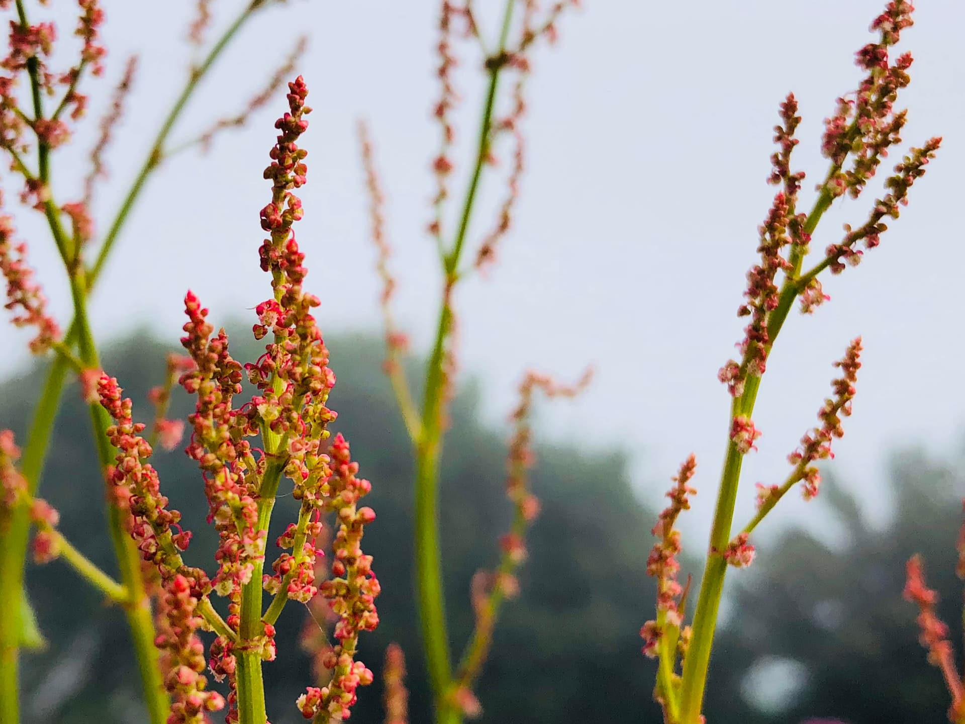 Red wildflowers