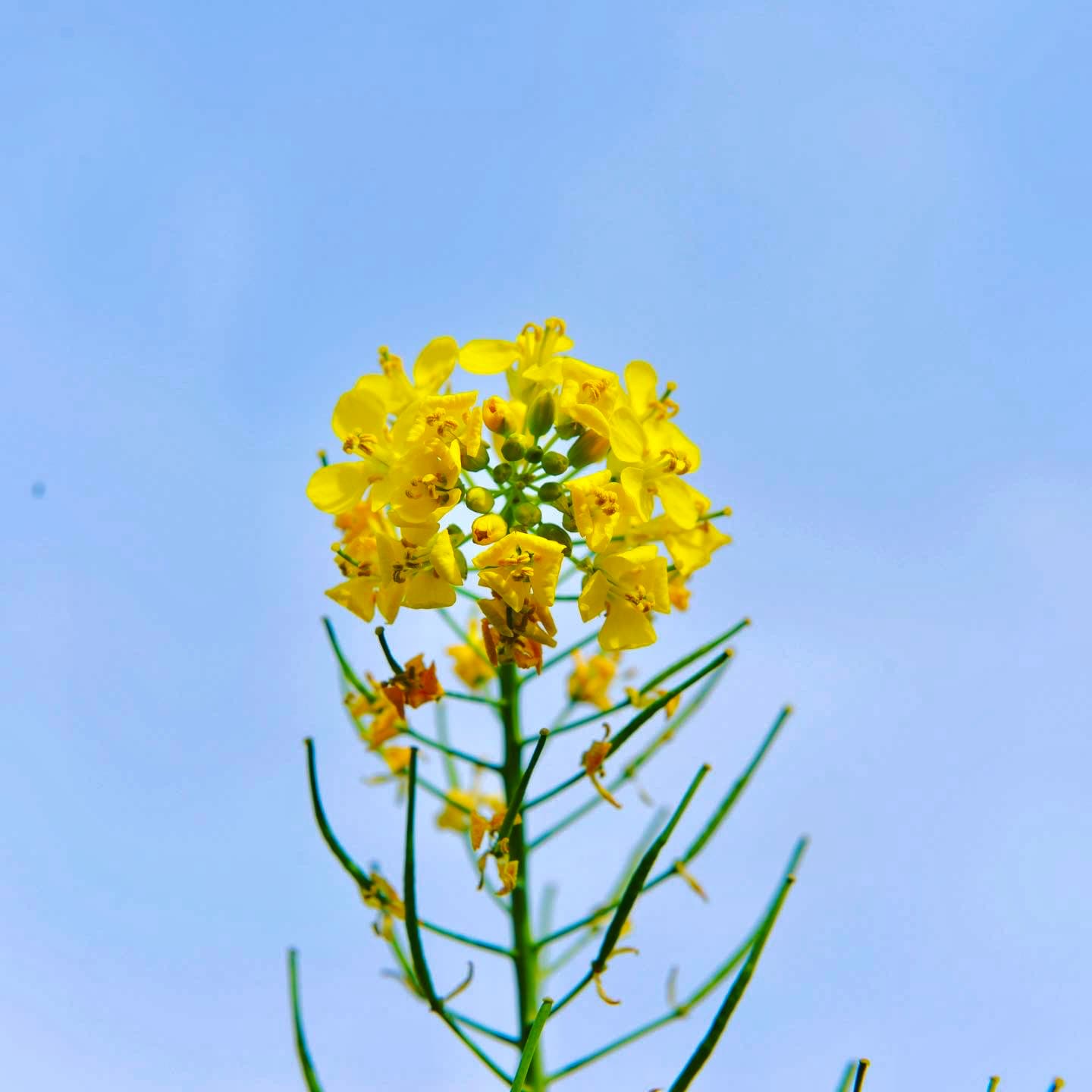 Yellow flower against blue sky